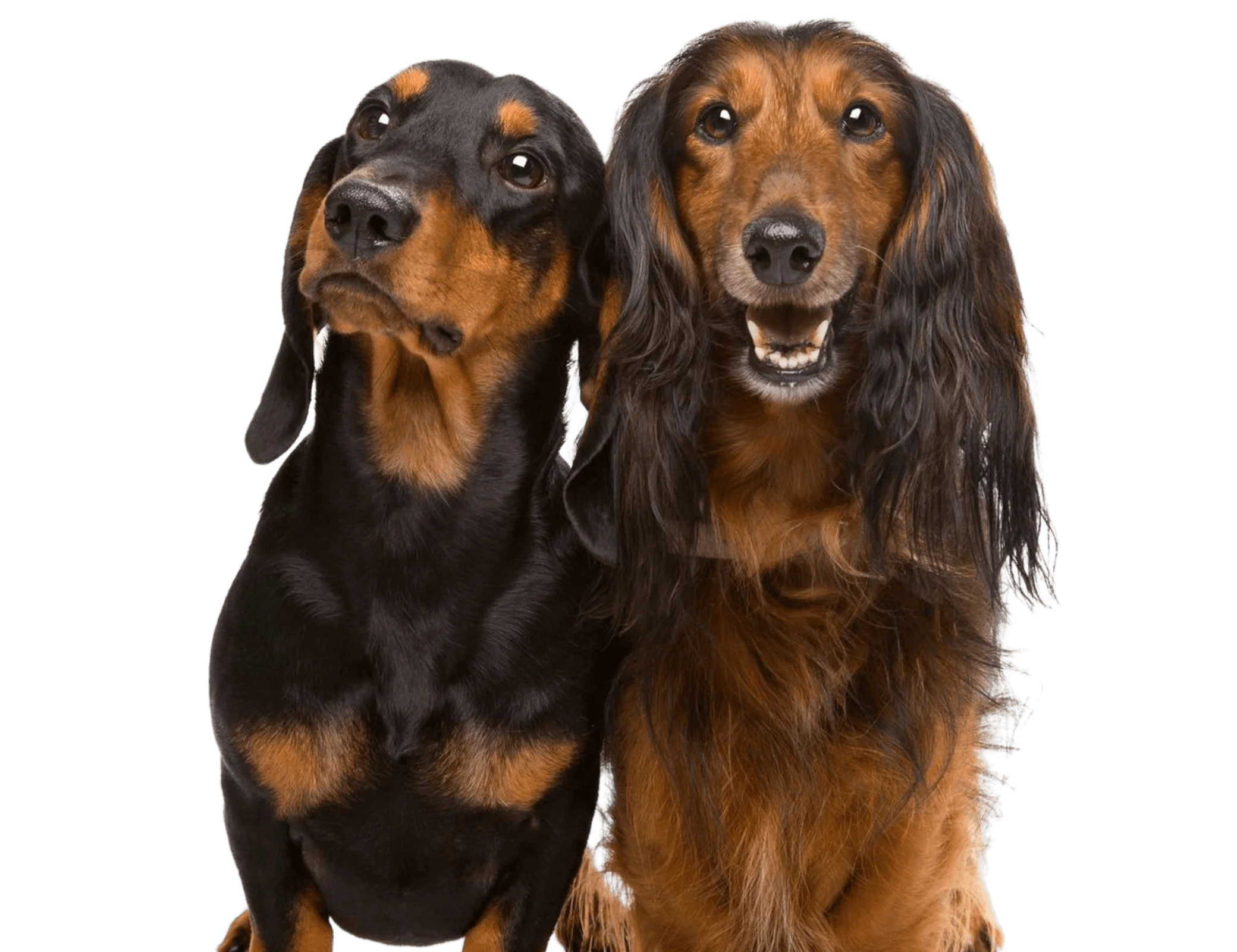 Happy Dog and Cat